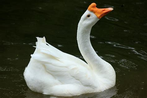 長鵝|中國鵝 (Chinese Goose)